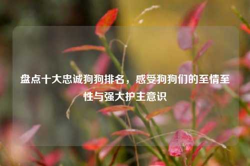 盘点十大忠诚狗狗排名，感受狗狗们的至情至性与强大护主意识