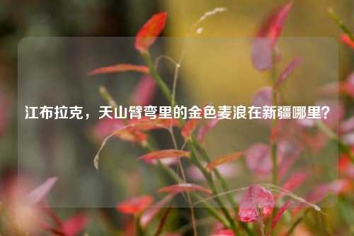 江布拉克，天山臂弯里的金色麦浪在新疆哪里？