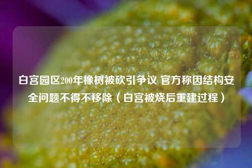 白宫园区200年橡树被砍引争议 官方称因结构安全问题不得不移除（白宫被烧后重建过程）